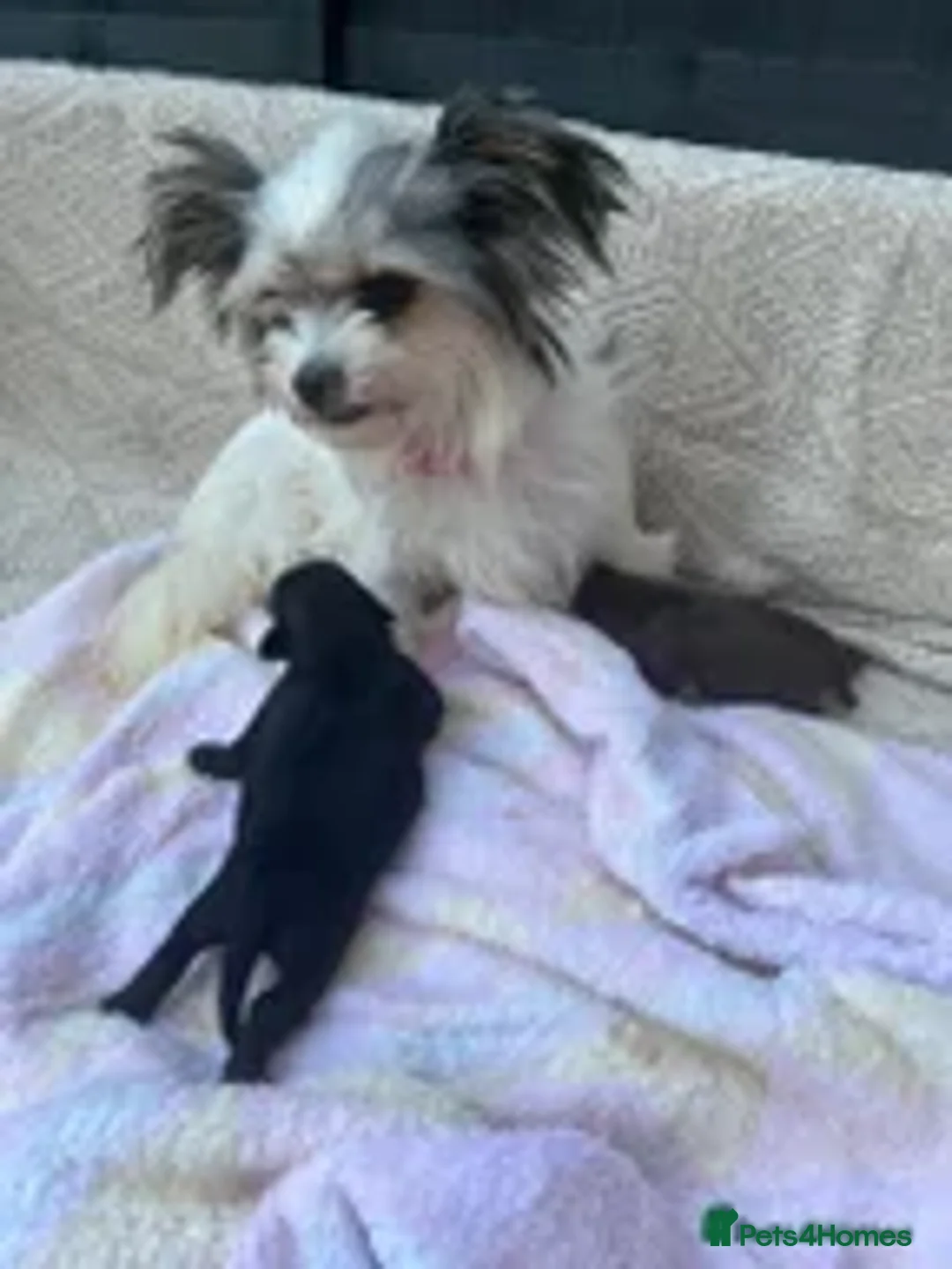 Shihpoo dogs for sale: Shihpoo - Image 10