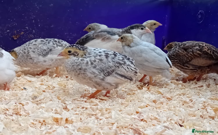 Quail poultry - Advert 13