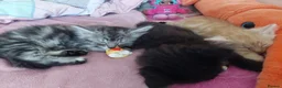 Mixed Breed cats for sale: Gorgeous Loving Kittens Looking for Forever Homes  in Slough - Advert 17