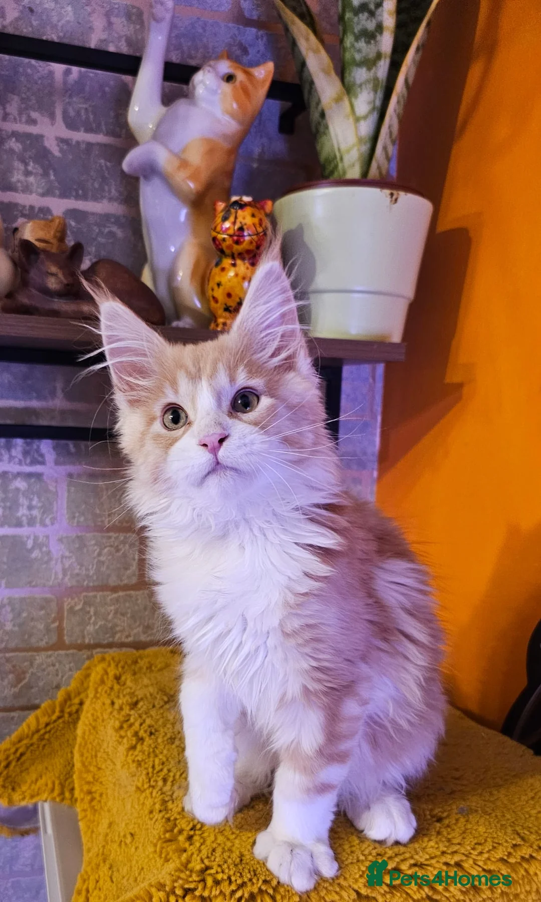 Maine Coon cats for sale: BEAUTIFUL MAINE COON KITTENS FOR SALE - Advert 17