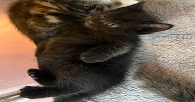 Mixed Breed cats - Advert 4
