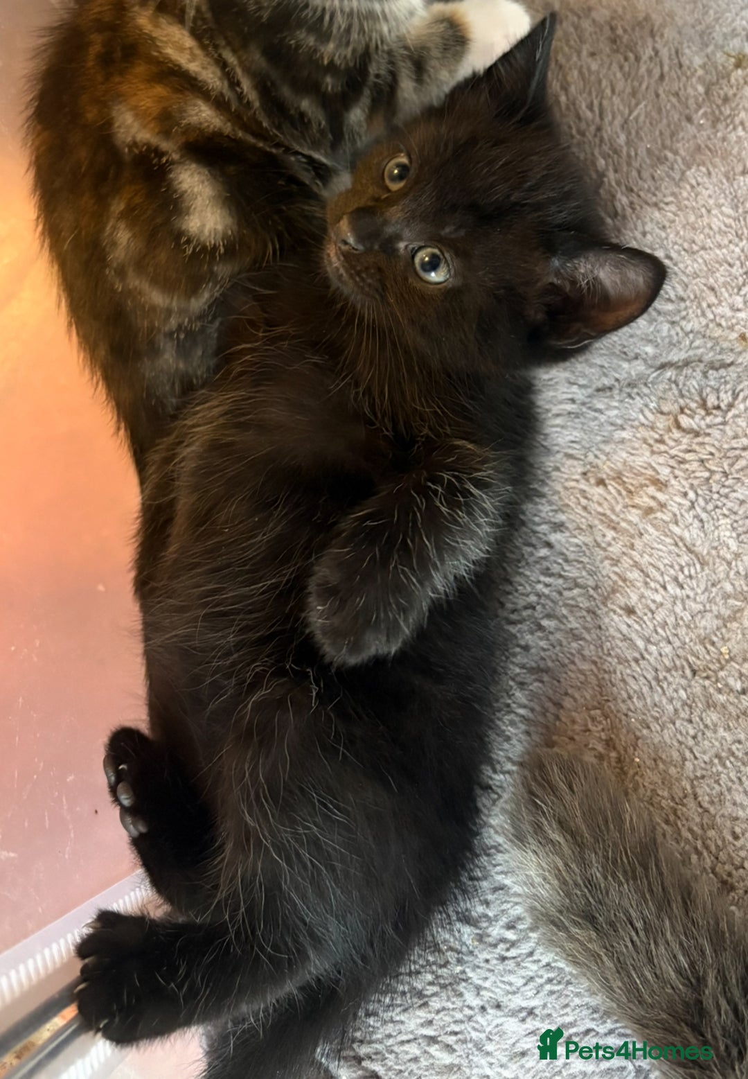Mixed Breed cats for sale: Beautiful kittens ready soon ** - Image 2