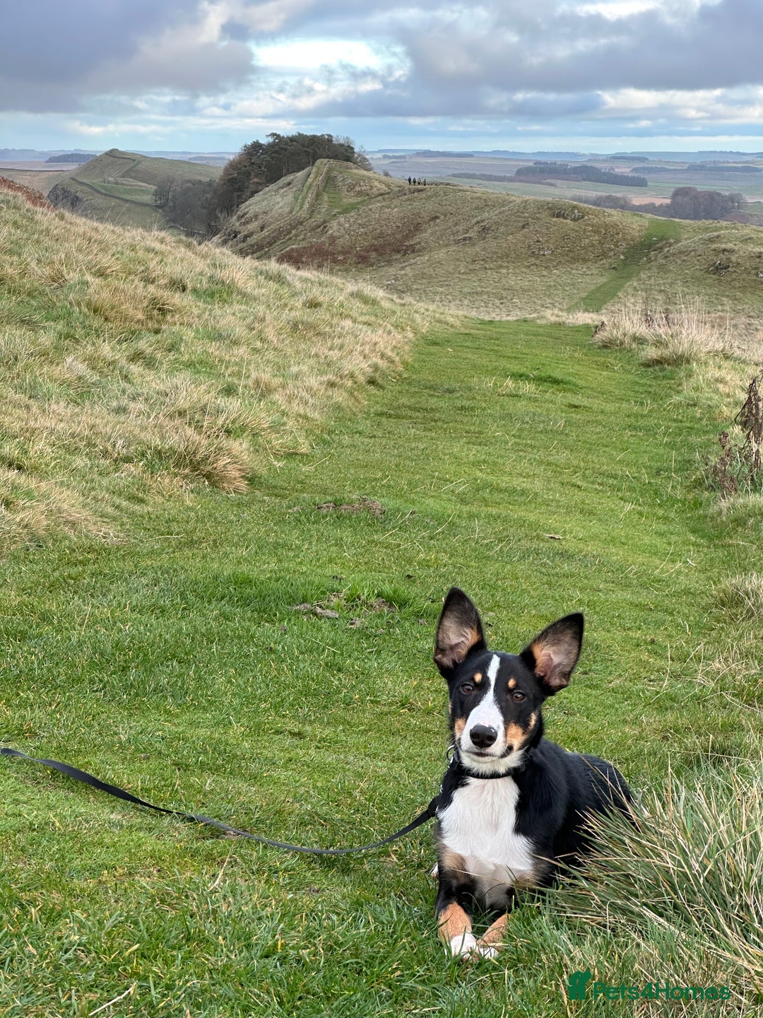Border Collie dogs for sale: Tri Colour Smooth Fur Collie (MALE) For Sale - Advert 7