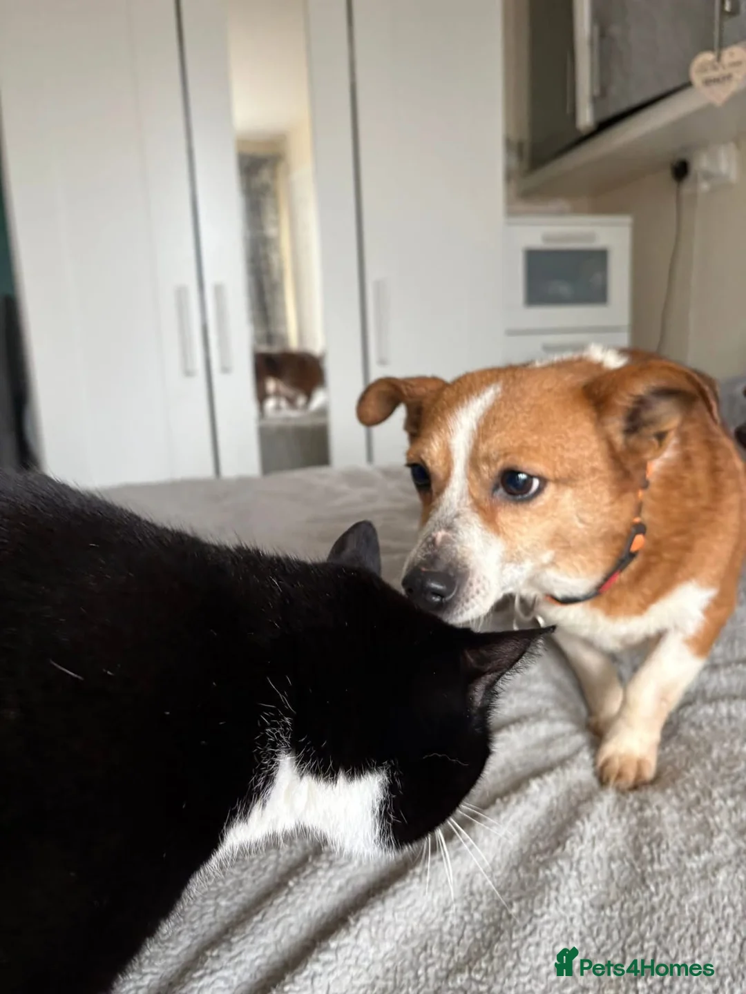 Mixed Breed dogs for adoption: Polly - Norwich Norfolk  - Advert 29