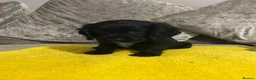 Sprocker dogs for sale: Gorgeous Sprocker Puppies - Advert 16