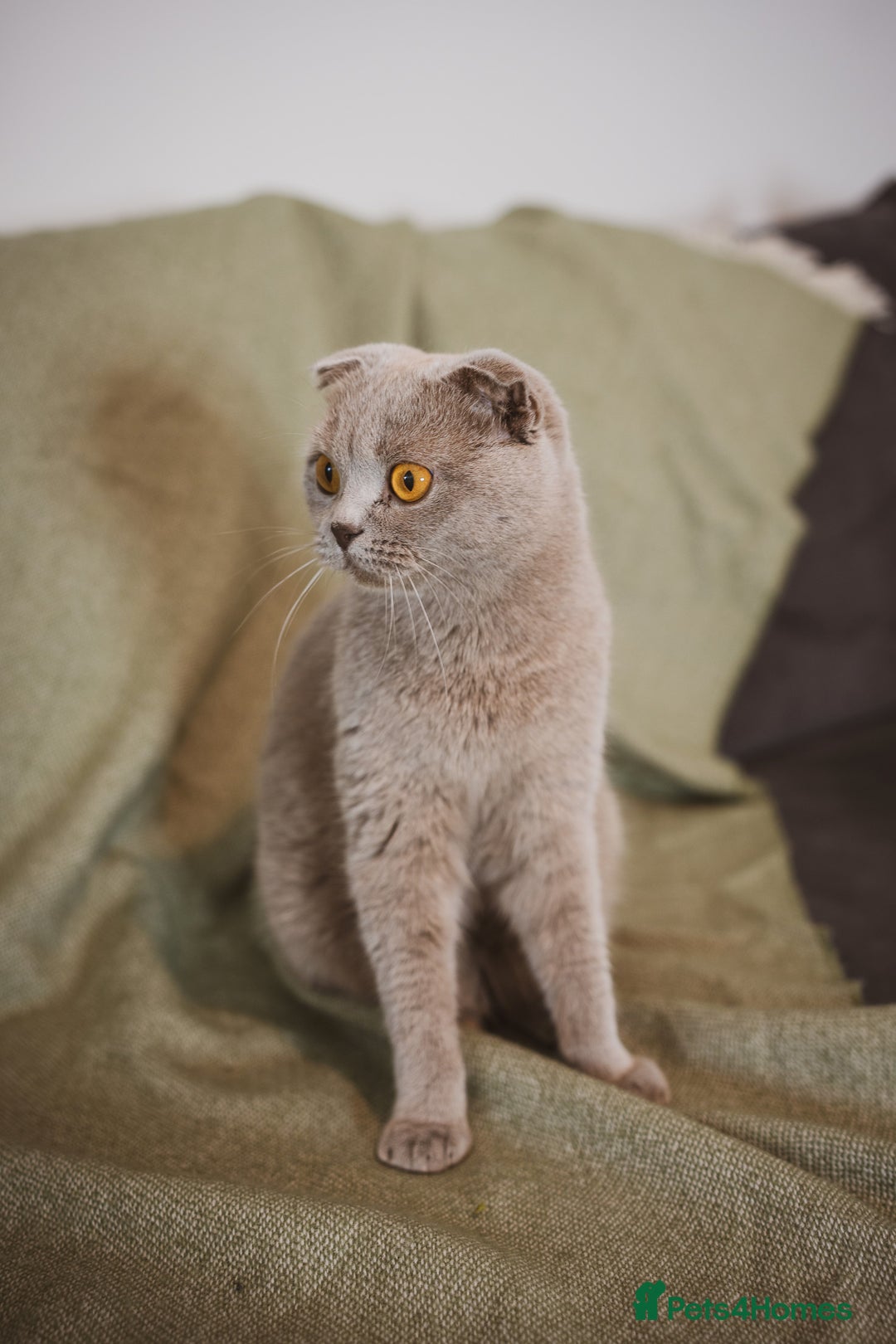 Scottish Fold cats for sale: Gorgeous Scottish Fold and straight kittens - Advert 8