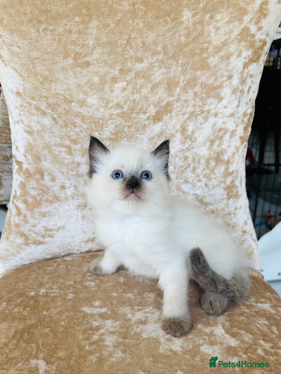 Ragdoll cats for sale: Beautiful ragdoll kittens - Image 8