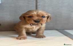 Mixed Breed dogs for sale: Beautiful litter of 6 cockalier pups - Image 9
