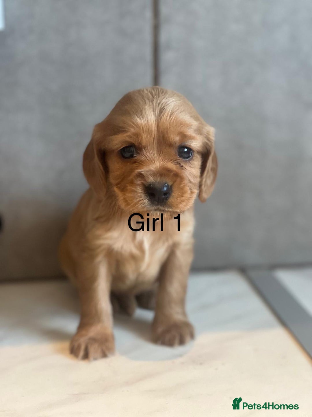 Mixed Breed dogs for sale: Beautiful litter of 6 cockalier pups - Image 9