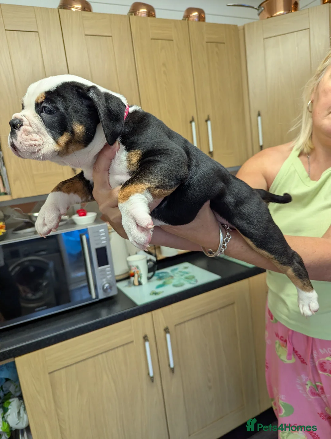 Olde English Bulldogge dogs for sale: Old English bulldog  - Advert 2