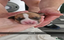 Mixed Breed dogs for sale: Staffie bullweiler puppies  - Image 12