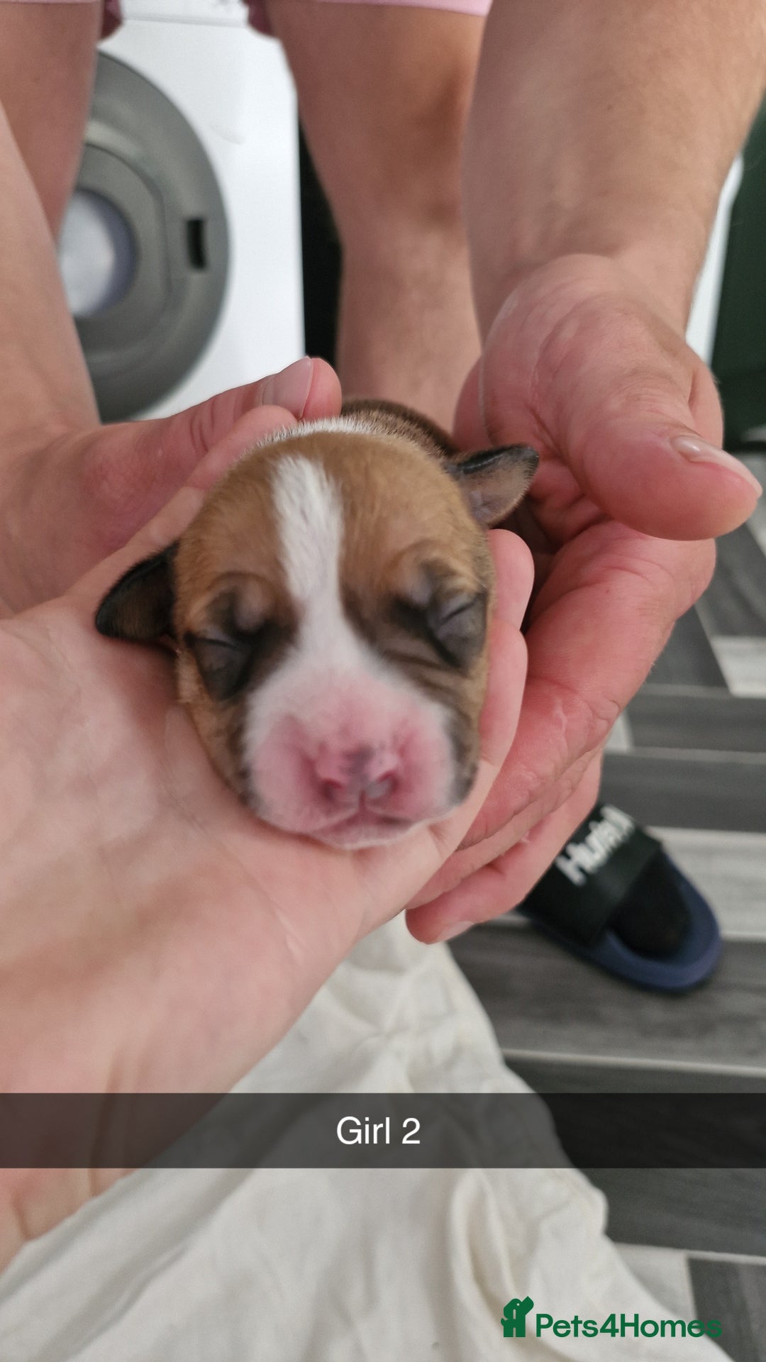 Mixed Breed dogs for sale: Staffie bullweiler puppies  - Image 12
