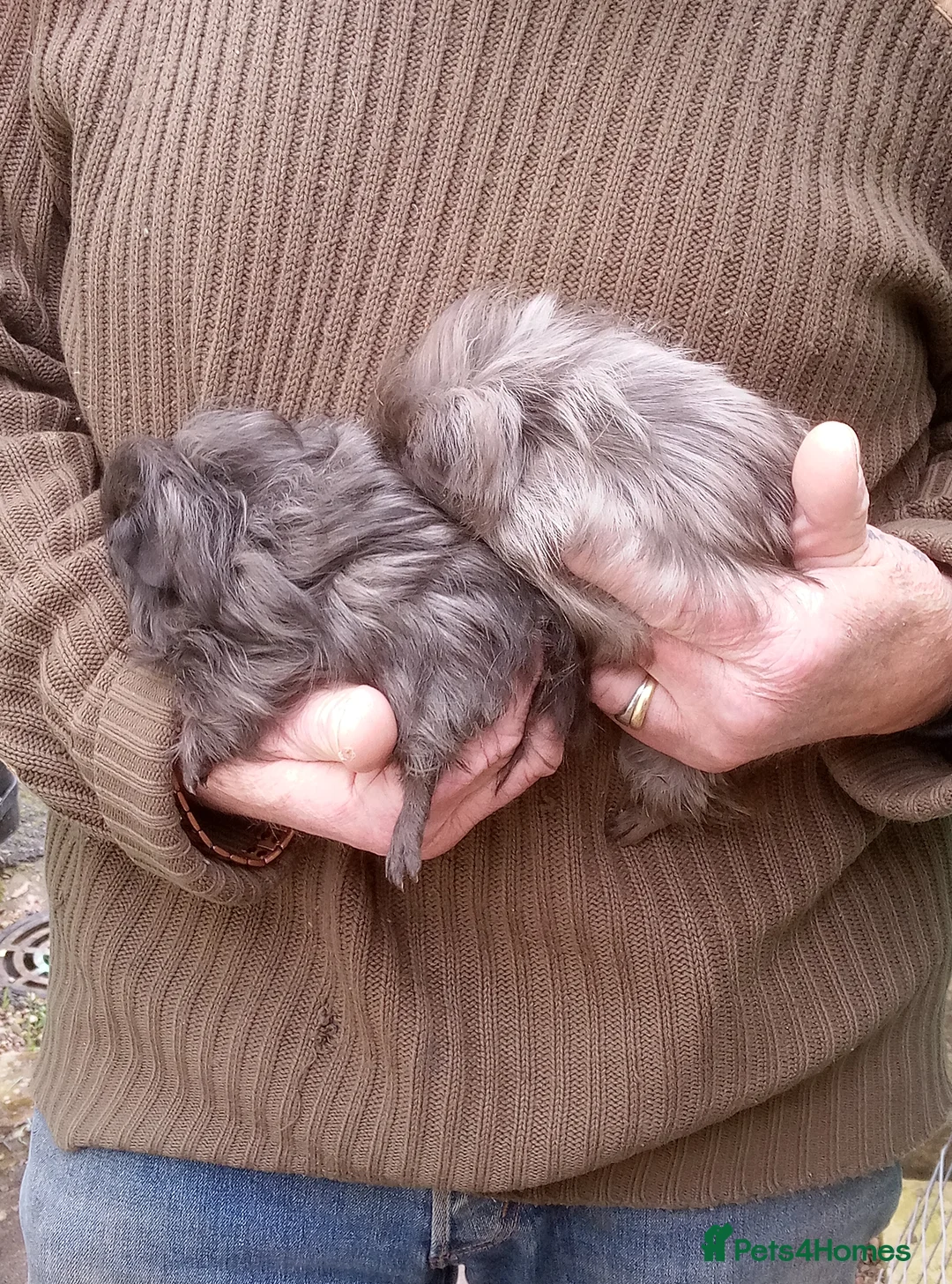 Guinea Pig rodents for sale: Long coated male guinea pigs  - Advert 7
