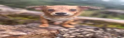 Jack Chi dogs for sale: Jack chi looking for his forever home  in Lanark - Advert 3