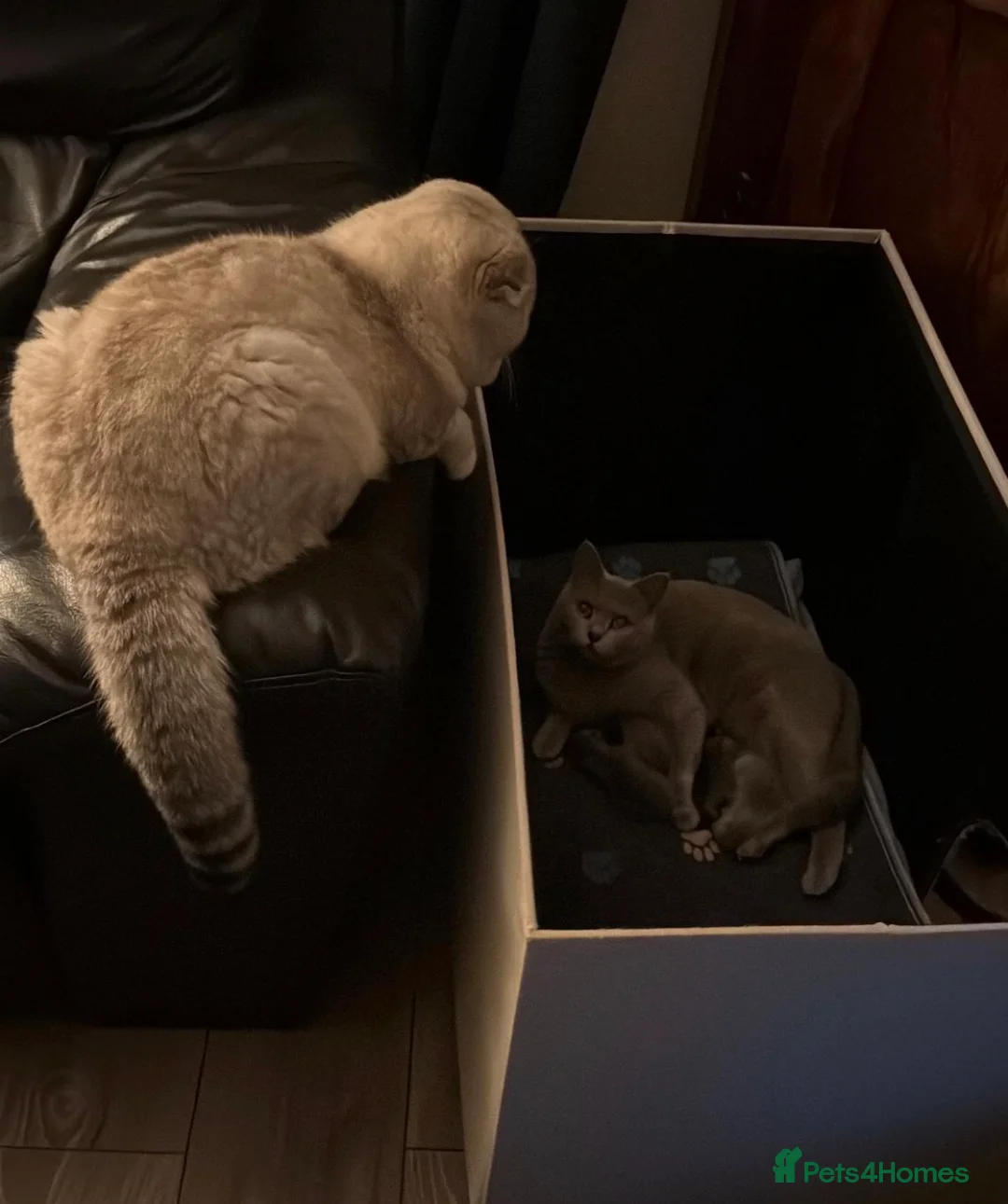 Scottish Fold cats for sale: Adorable Scottish Straight Kittens  - Advert 2