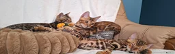 Bengal cats for sale: Stunning Bengal Kittens  - Advert 9