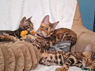 Bengal cats Stunning Bengal Kittens - Advert 6