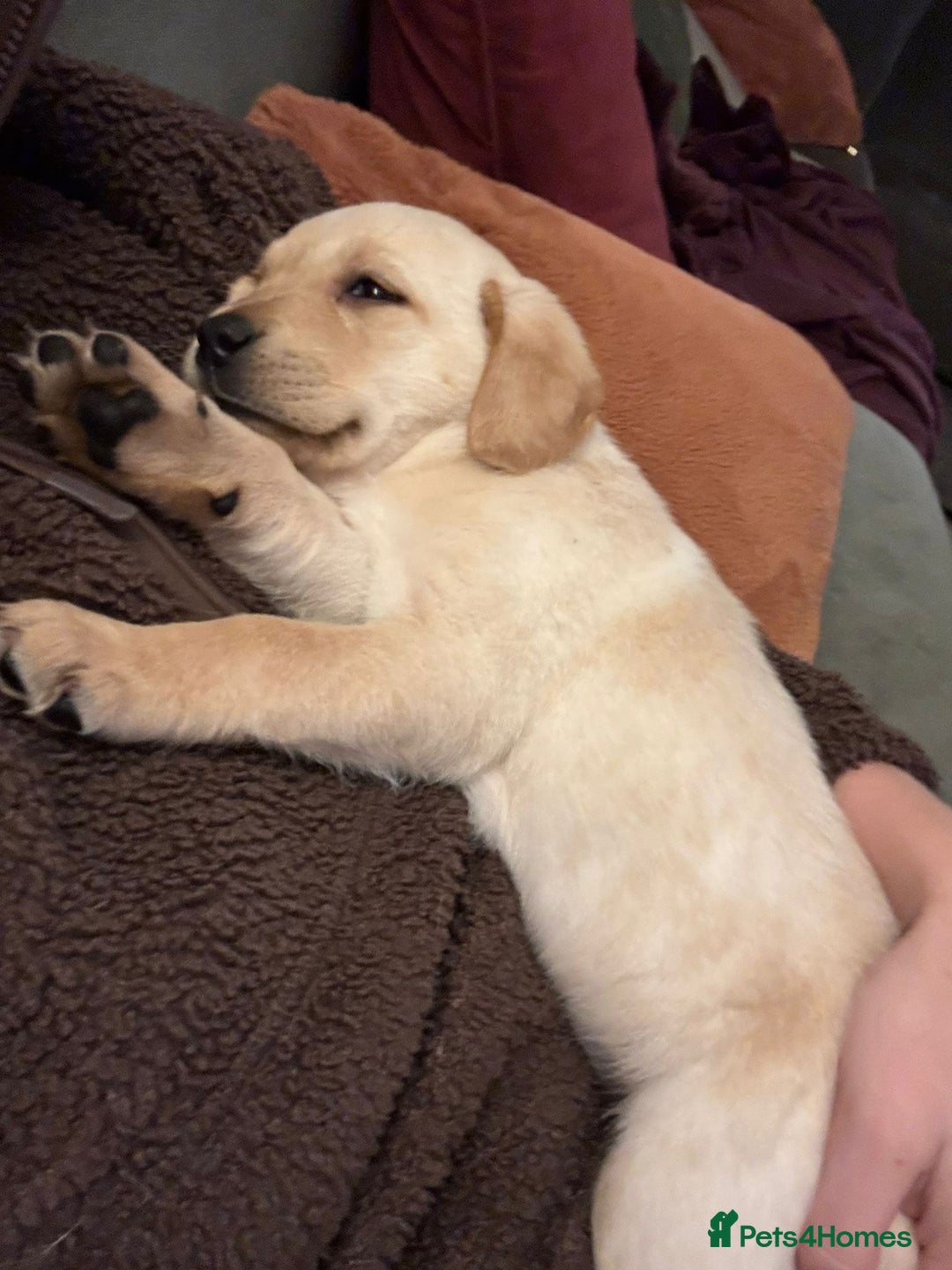 Labrador Retriever dogs for sale: Home bred working Labrador puppies - Image 32