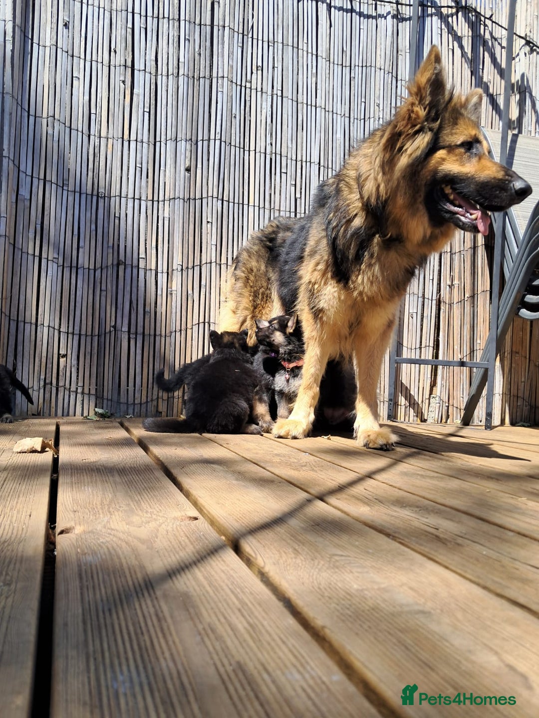 German Shepherd dogs for sale: German shepherd puppies  - Image 13