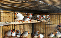 Finches birds for sale: Exhibition Zebs / Heck’s / stars and more - Image 5