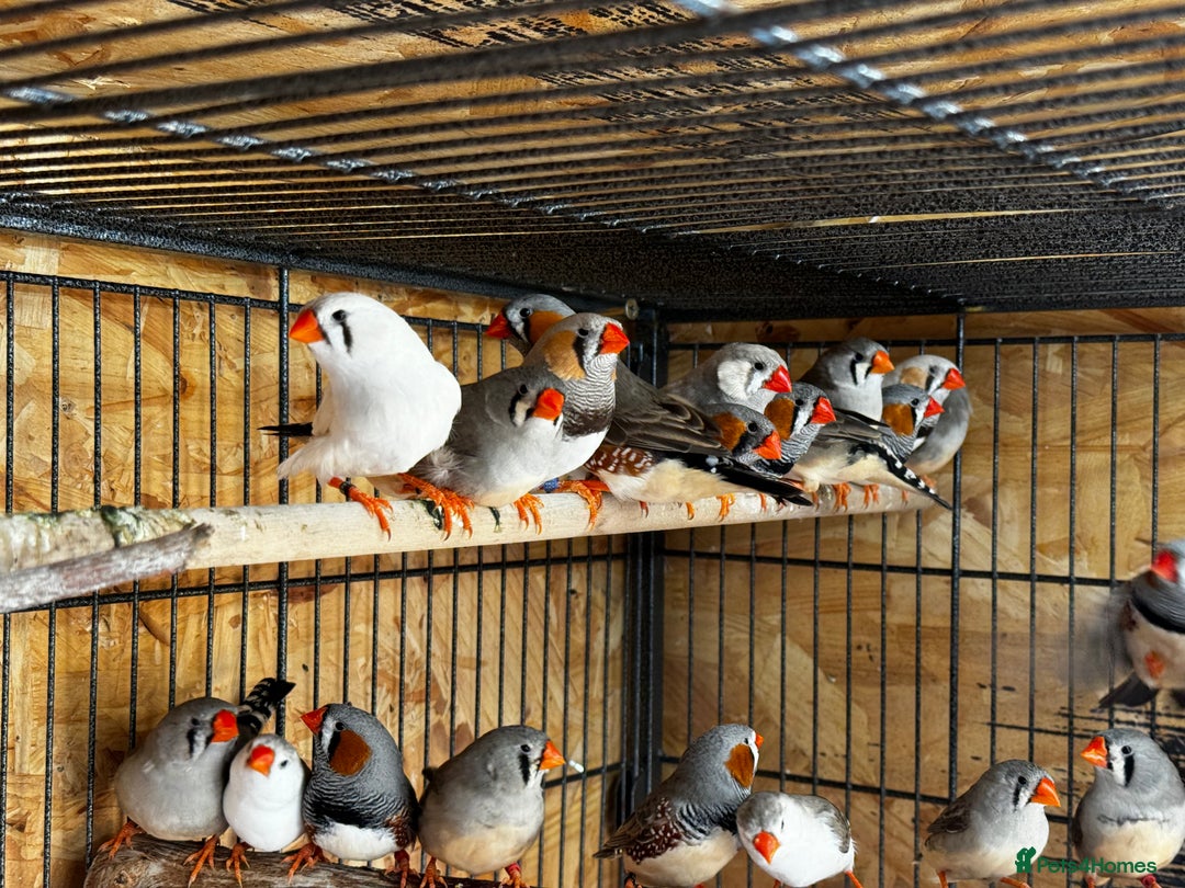 Finches birds for sale: Exhibition Zebs / Heck’s / stars and more - Image 5