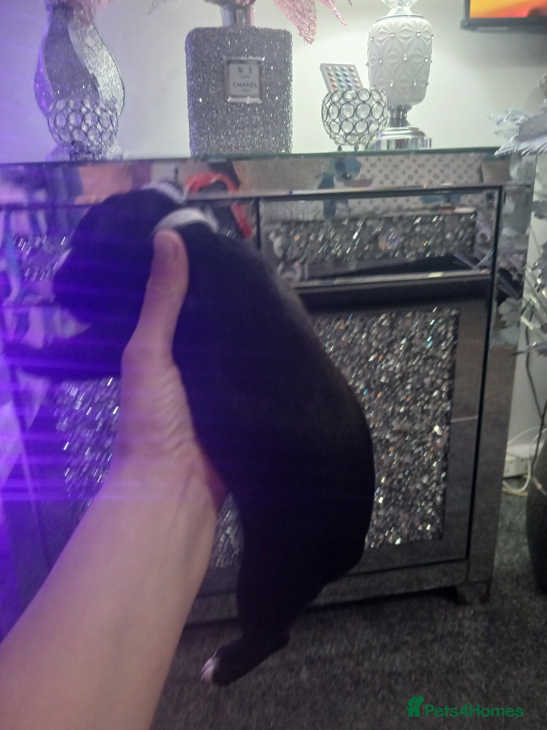 Staffordshire Bull Terrier dogs for sale: Staffordshire bull terriers puppy's  - Advert 16