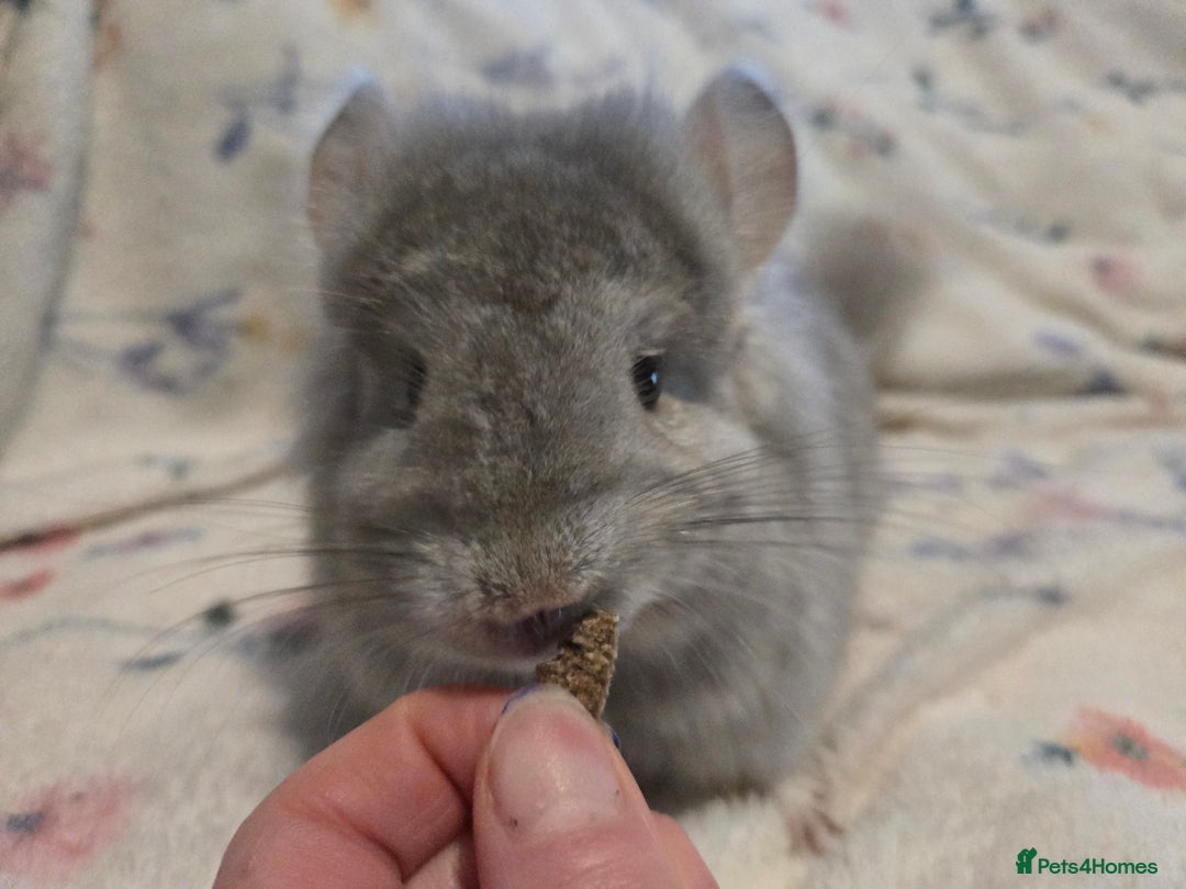 Chinchilla rodents for sale: Gorgeous Tan Royal Persian Angora Poss VC/BDC - Advert 3