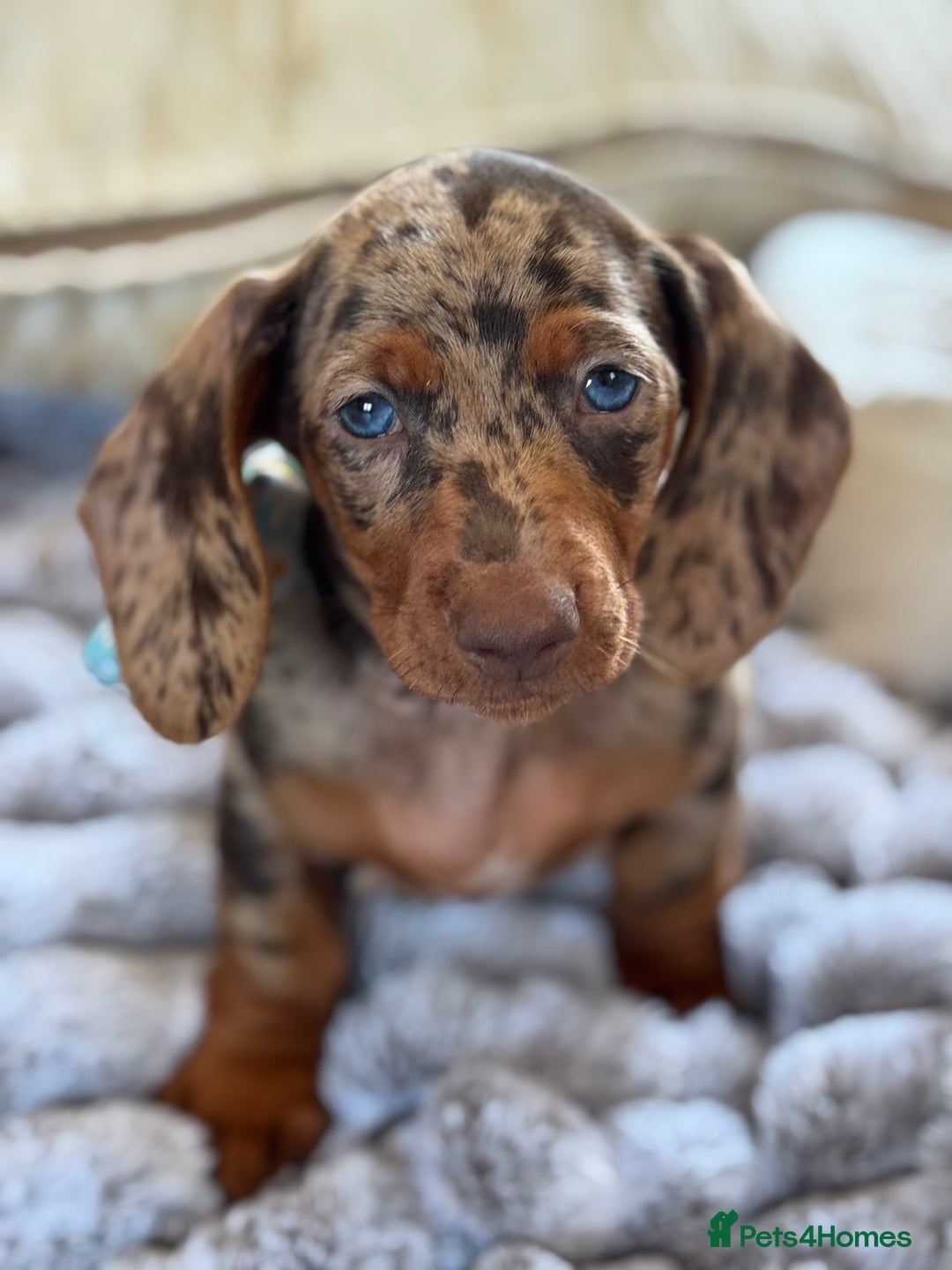 Miniature Dachshund dogs for sale: ❤️🐾💫 Outstanding Miniature Dachshunds 🐾❤️💫 - Image 3