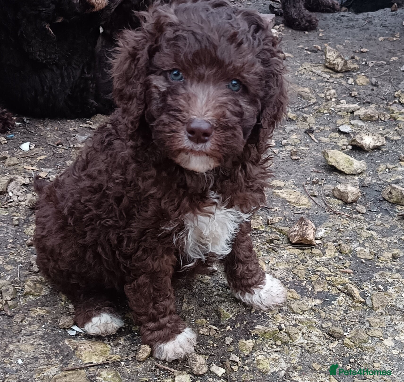 Labradoodle dogs 🐾🌈 Bred for Potential, Raised for Resilience🐾🌈 - Advert 1