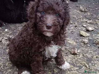 Labradoodle dogs 🐾🌈 Bred for Potential, Raised for Resilience🐾🌈 - Advert 1