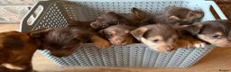 Jack Russell dogs for sale: Jack Russell Puppies - Advert 4
