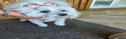 Maltese dogs for sale: 🐶4 Beautiful Maltese Puppies – 3 Boys & 1 Girl - Advert 25