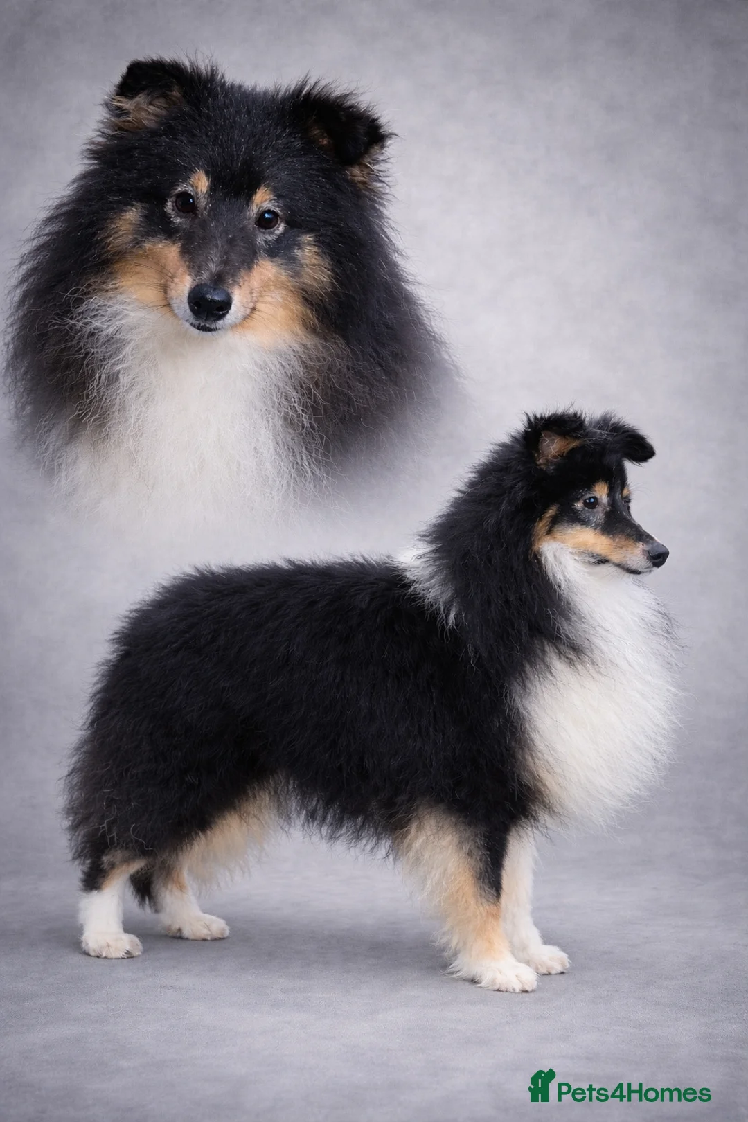 Shetland Sheepdog dogs for sale: New litter - Advert 4