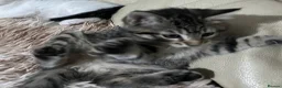 Mixed Breed cats for sale: 6 Lovely Kittens for sale  - Advert 5