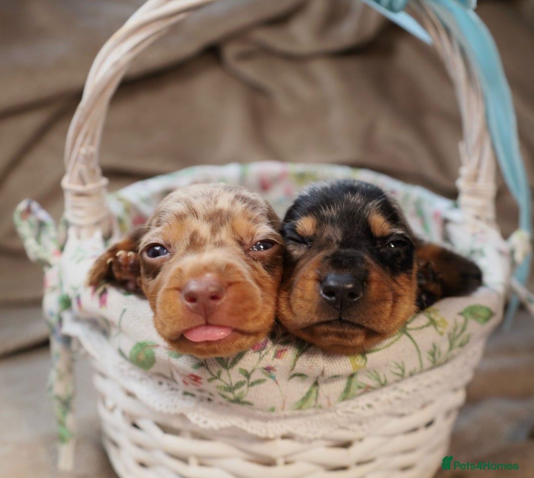Dachshund dogs for sale: Dachshund Lovely Pupies Waiting for Forever Home - Image 7