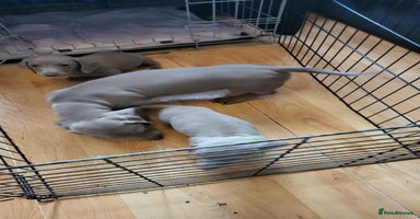 Dachshund dogs - Advert 2
