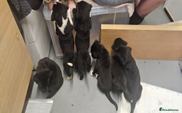 Mixed Breed dogs for sale: Huge American akita x cane corso pups - Advert 38
