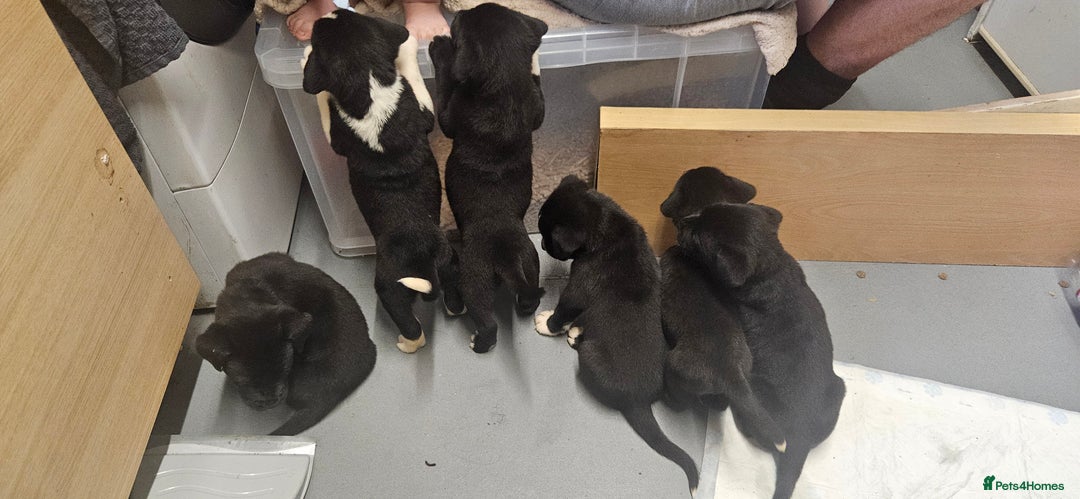 Mixed Breed dogs for sale: Huge American akita x cane corso pups - Advert 38