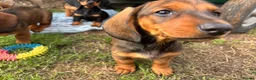 Dachshund dogs for sale: Stunning KC Registered Standard Dachshunds  - Advert 4