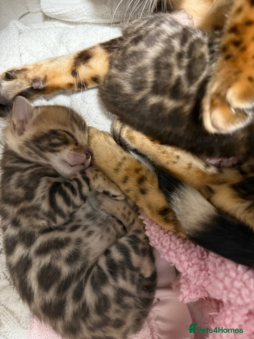 Bengal cats for sale: Pure Bengal Female kittens - Advert 4