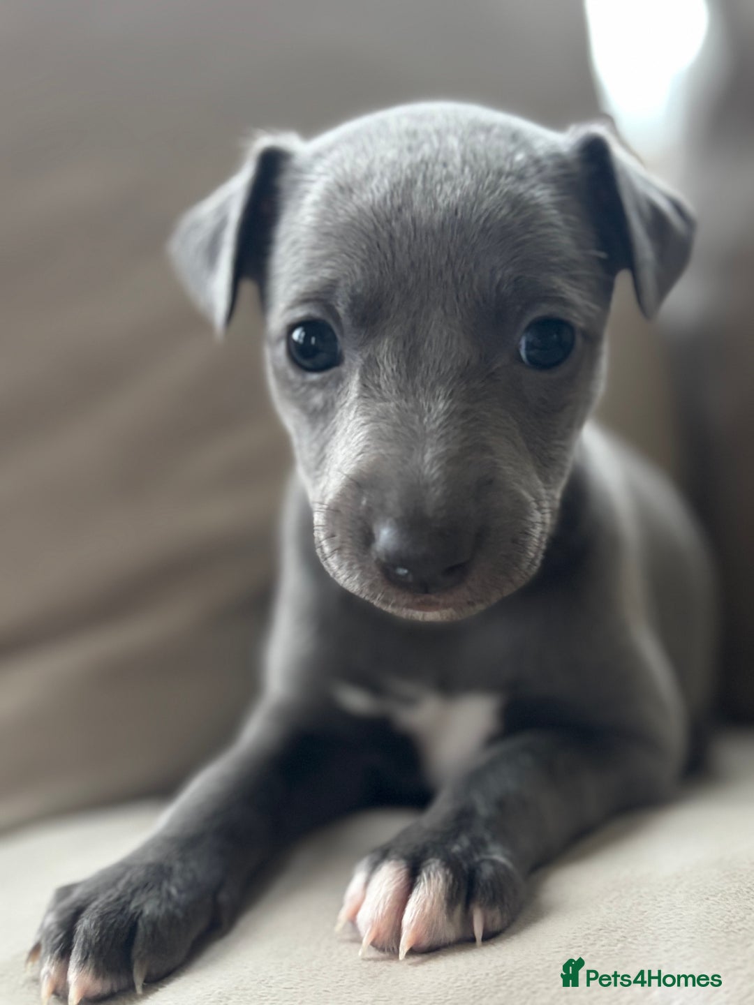 Whippet dogs for sale: Stunning KC registered whippet puppy’s  - Advert 18