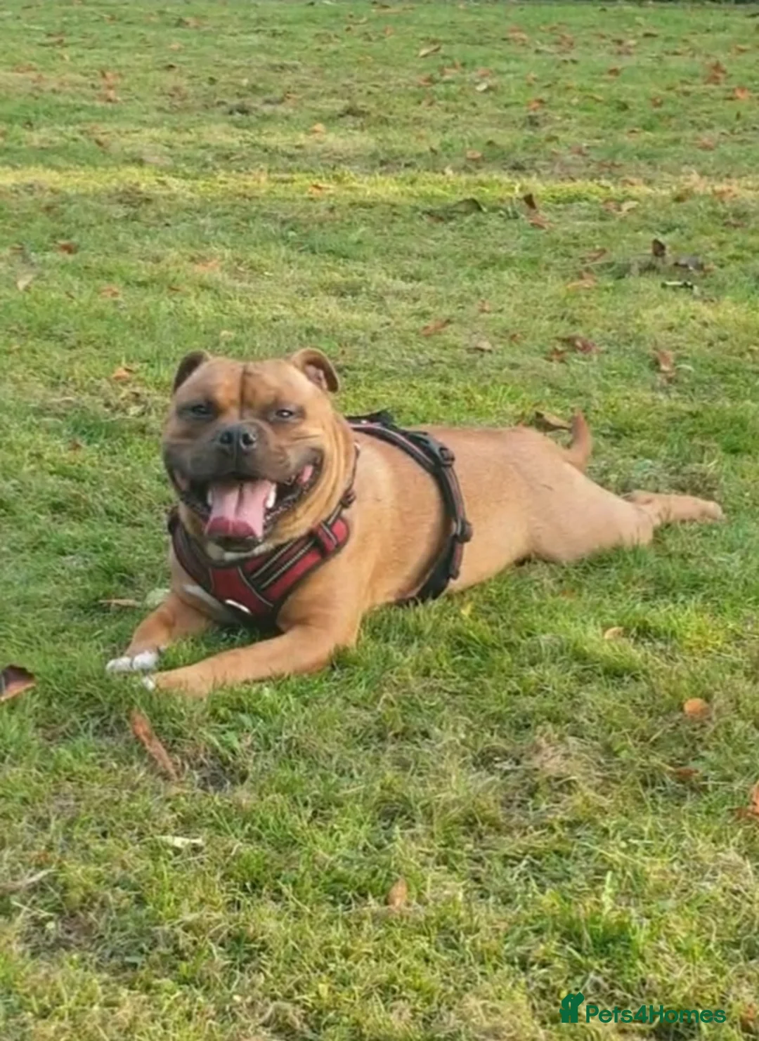 Staffordshire Bull Terrier dogs for stud: 🥨CHIEF CHAMPION SIRED. 🥨🏆  in Rochdale - Advert 11