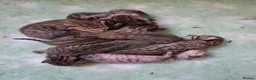 Savannah cats for sale: Super spotty Savannah kittens - Advert 2