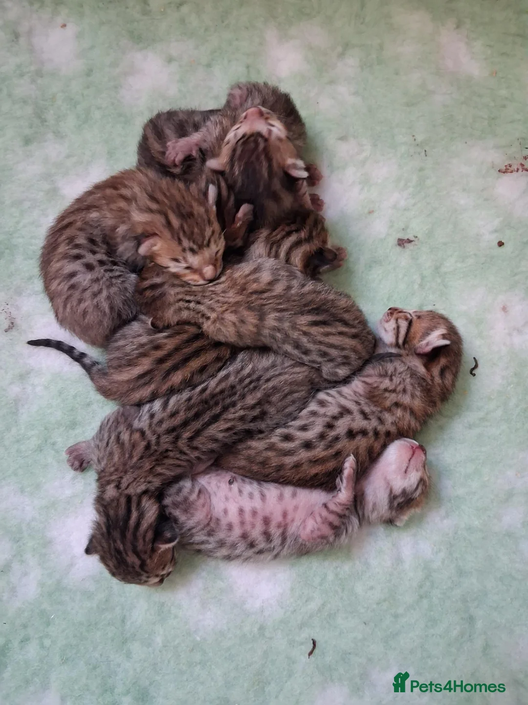 Savannah cats for sale: Super spotty Savannah kittens - Advert 2