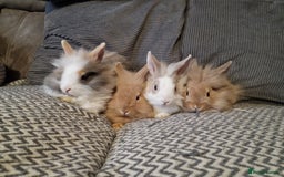 Lionhead rabbits for sale: Lionhead baby rabbits  - Image 5