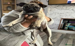 Pug dogs for sale: Pugs for sale  in Middlesbrough - Image 18