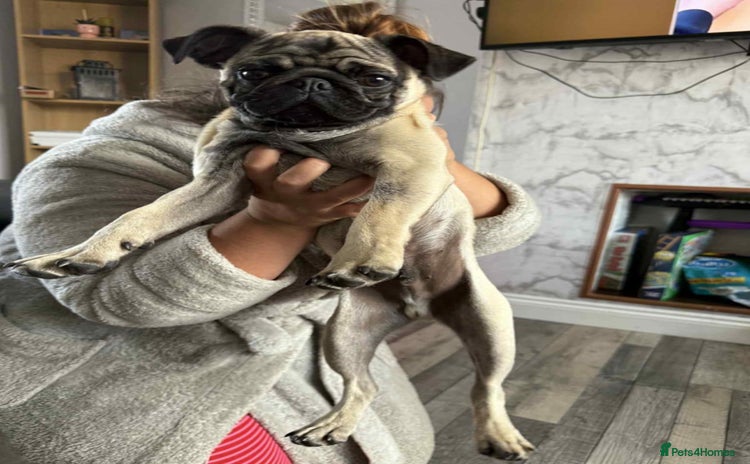 Pug dogs in Middlesbrough - Advert 19