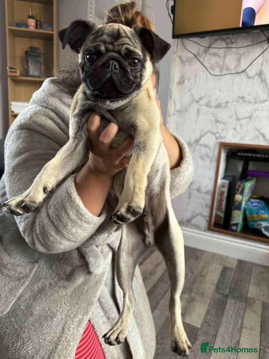 Pug dogs for sale: Pugs for sale  in Middlesbrough - Image 18