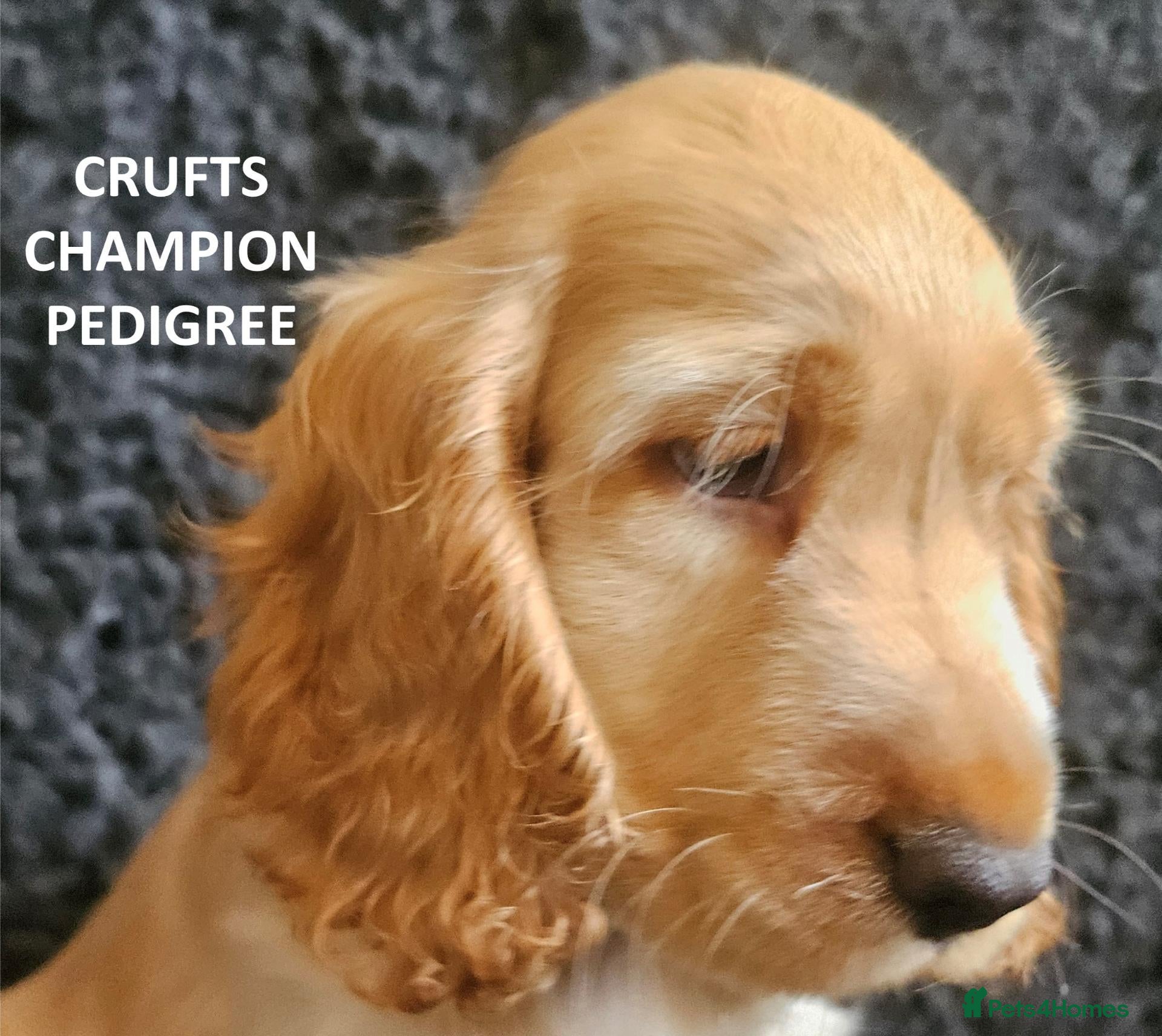 Cocker Spaniel dogs KC Reg, Vet Checked Show Cockers - Advert 5