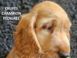 Cocker Spaniel dogs KC Reg, Vet Checked Show Cockers - Advert 5